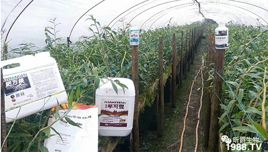 昕爵集團(tuán)80