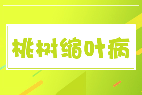 桃樹(shù)縮葉病