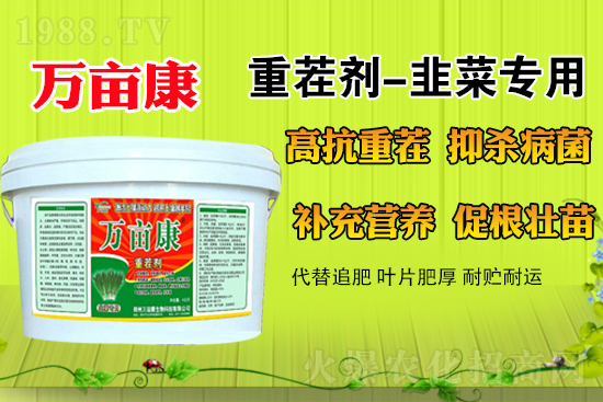 韭菜什么時候種更合適？春季露地韭菜管理方法及注意事項