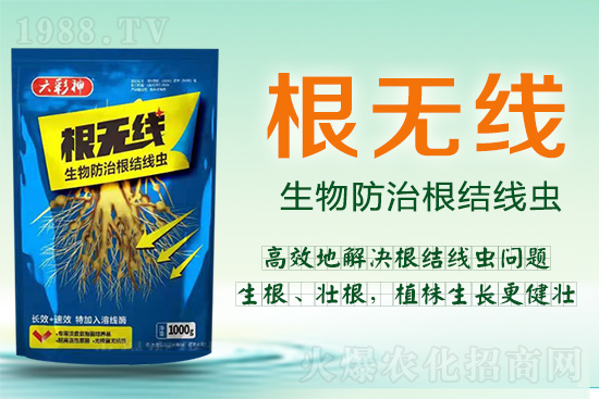 根結(jié)線蟲殺死容易殺絕難！這樣防治效果好到驚人！