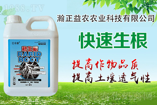 作物根系決定作物產(chǎn)量！這樣做，根系發(fā)達(dá)，白根多，用肥少！