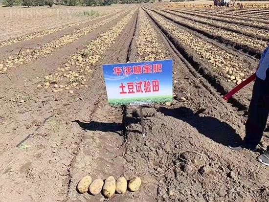 這款糖蜜肥農資圈瘋傳!原料天然,低成本高肥效開創(chuàng)者!