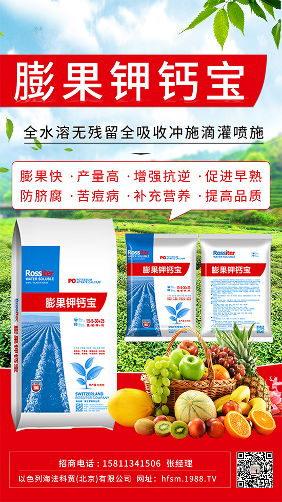 柑橘進入膨大期，如何提升“顏值”？這個方案值得擁有！