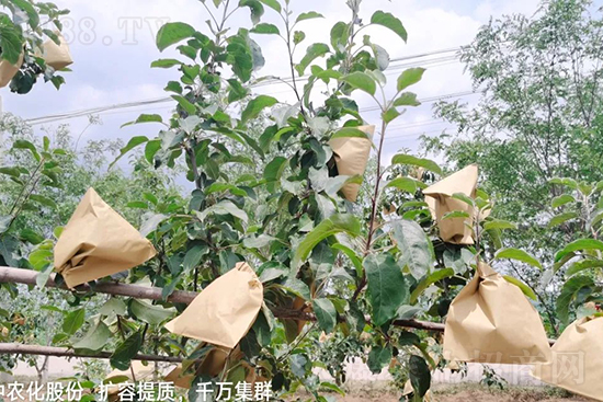     果實套袋后可減少農(nóng)藥殘留，改善果子的外觀品質(zhì)，可大大提高果品賣相，更容易出售并賣出高價，所以果樹套袋目前仍然是我國果園的主要管理方法，套袋蘋果表光就是好，也少病害。