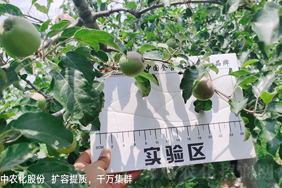     果實套袋后可減少農(nóng)藥殘留，改善果子的外觀品質(zhì)，可大大提高果品賣相，更容易出售并賣出高價，所以果樹套袋目前仍然是我國果園的主要管理方法，套袋蘋果表光就是好，也少病害。