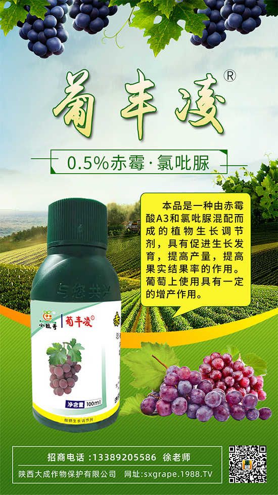 葡萄果粒稀疏，大小粒嚴(yán)重怎么辦？這些管理相當(dāng)重要