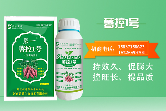 紅薯如何控旺?紅薯控旺有哪些措施?控旺產(chǎn)品怎么選?