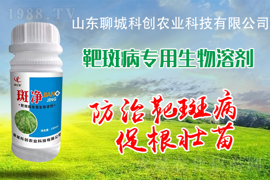 黃瓜靶斑病危害逐年加重！防治措施有哪些？